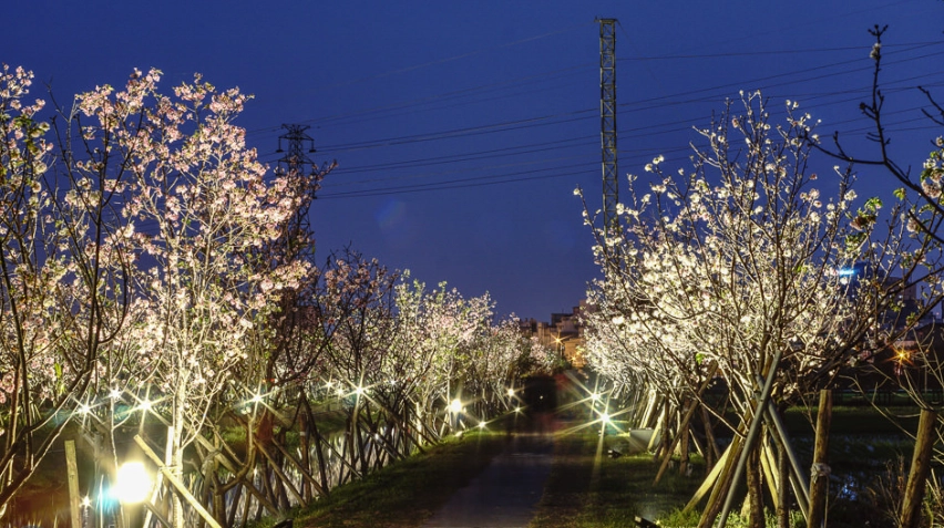 夜櫻景點 夜櫻景點