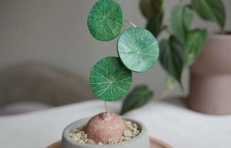 圓葉山烏龜種植