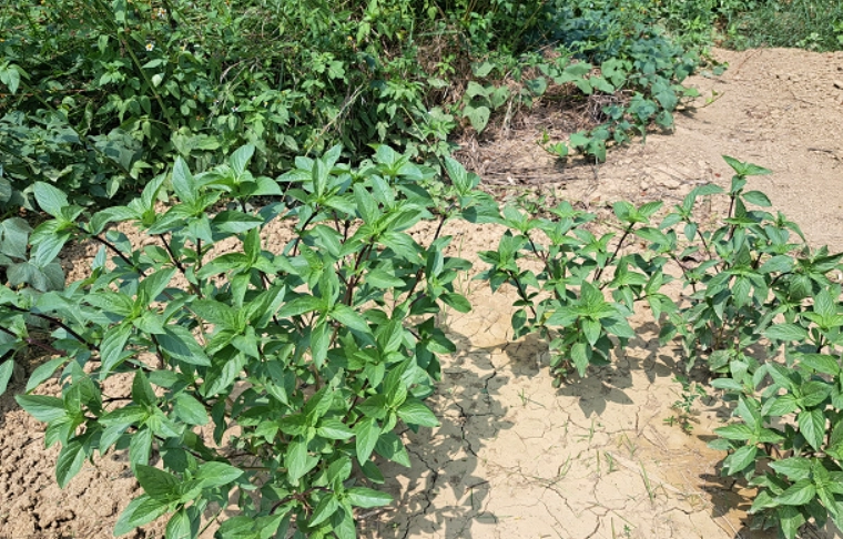 九層塔修剪 九層塔修剪