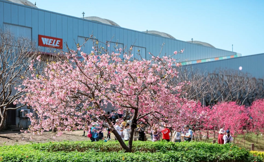 台灣櫻花季花況 台灣櫻花季花況