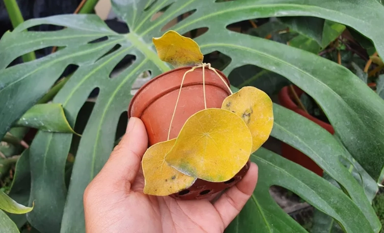 山烏龜休眠照顧