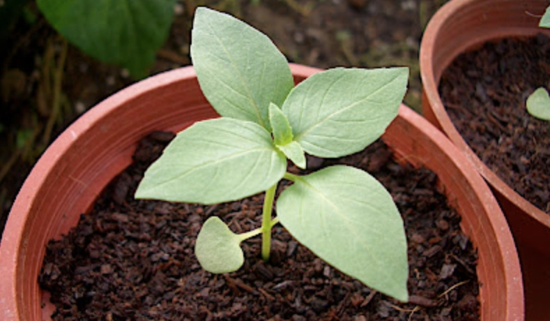 九層塔肥料選擇