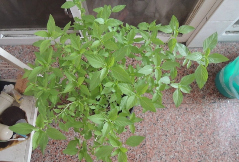 九層塔種植施肥技巧