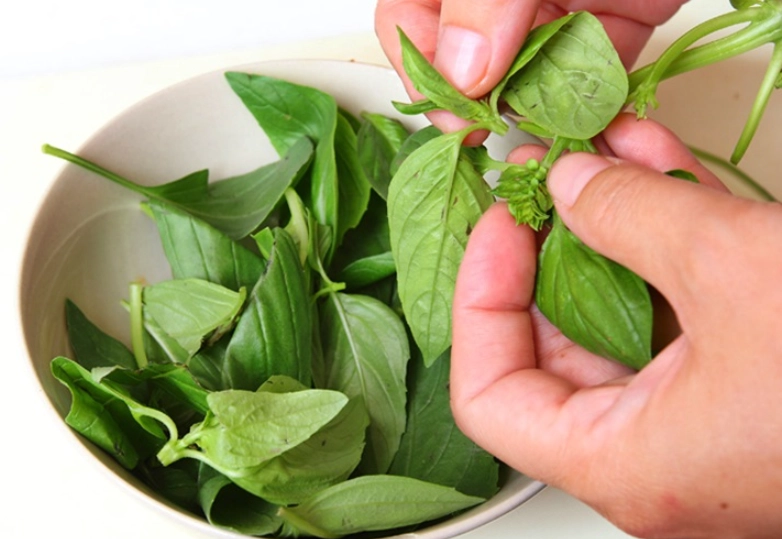 九層塔葉子採收