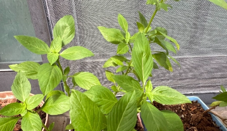 九層塔修剪 九層塔修剪