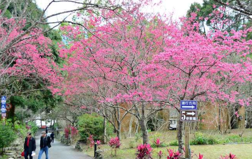 賞櫻攻略宜蘭