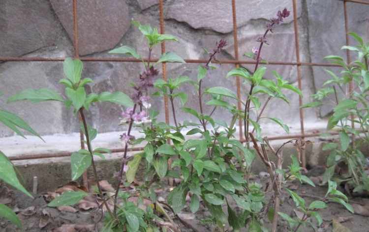 九層塔種植方法 九層塔種植方法