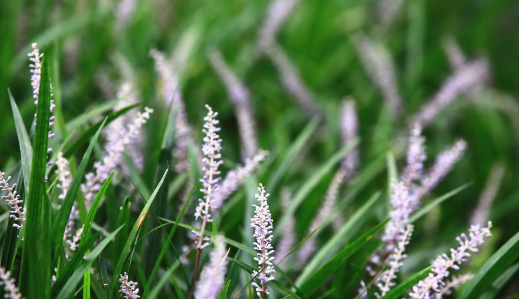 麥門冬種植常見問題