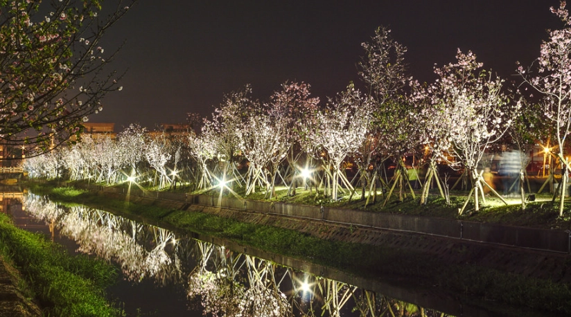 夜櫻景點 夜櫻景點