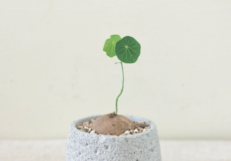 圓葉山烏龜養護