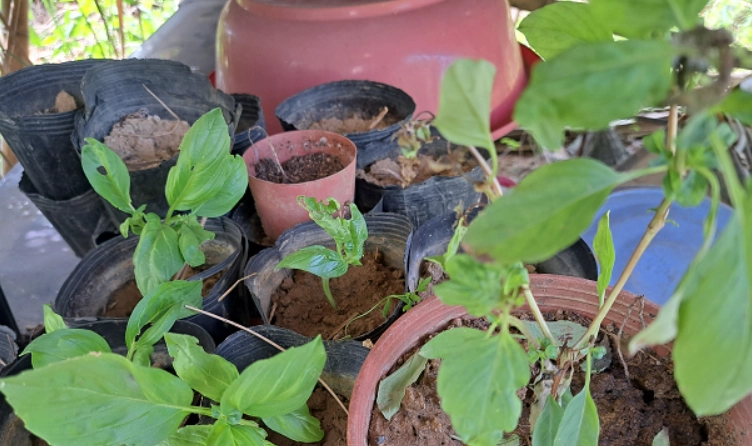九層塔種植下雨 九層塔種植下雨