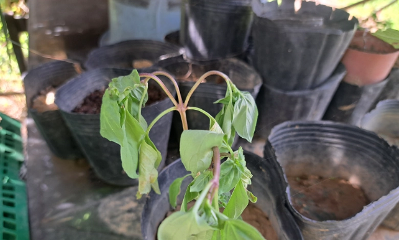 九層塔雨天病害 九層塔雨天病害