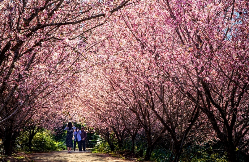 台灣賞櫻林道