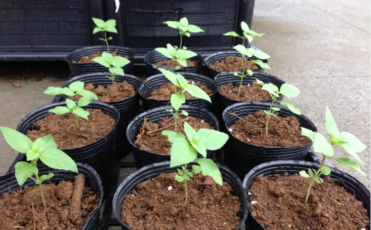 九層塔種植技巧 九層塔種植技巧