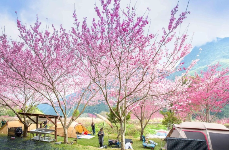 櫻花露營