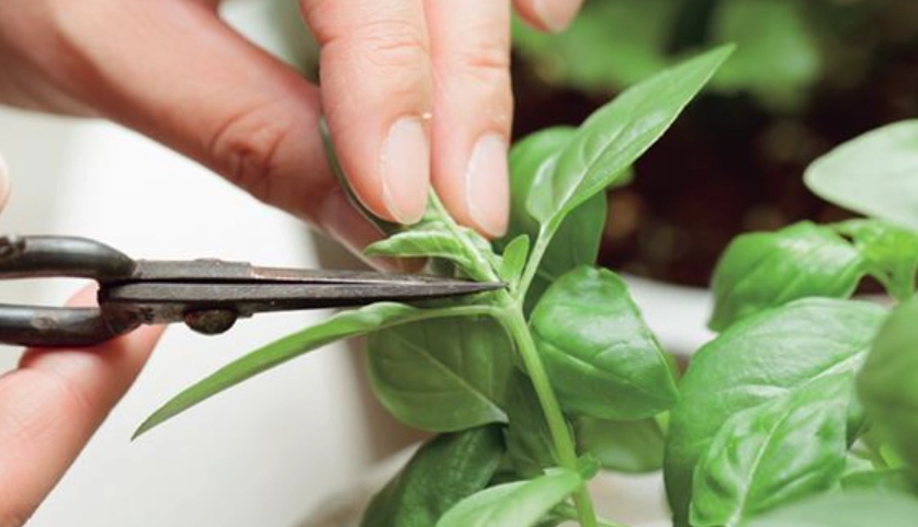 九層塔修剪 九層塔修剪