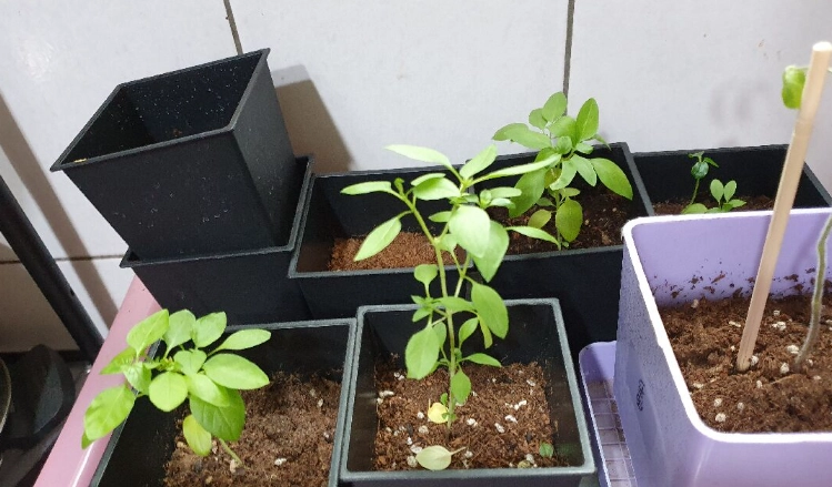 九層塔種植問題 九層塔種植問題