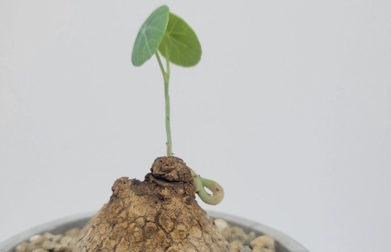 原葉山烏龜 病害