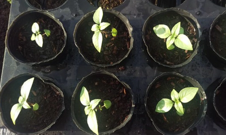 九層塔種子發芽