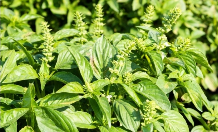 九層塔施肥方法