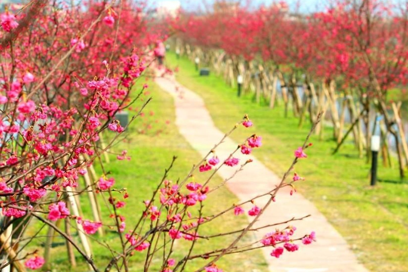 羅莊櫻花步道