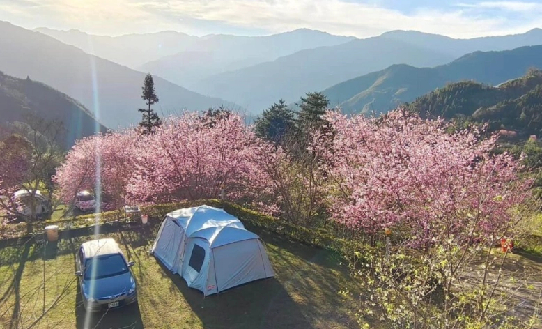 櫻花露營