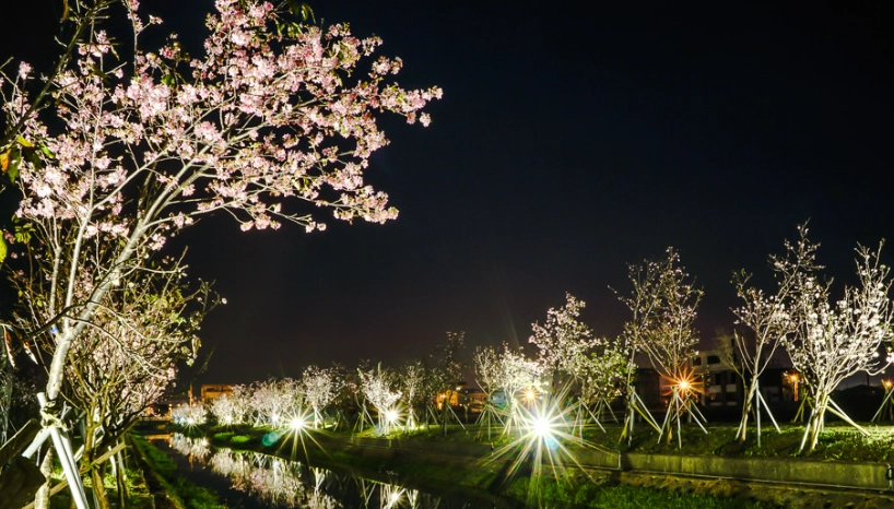 夜櫻景點 夜櫻景點