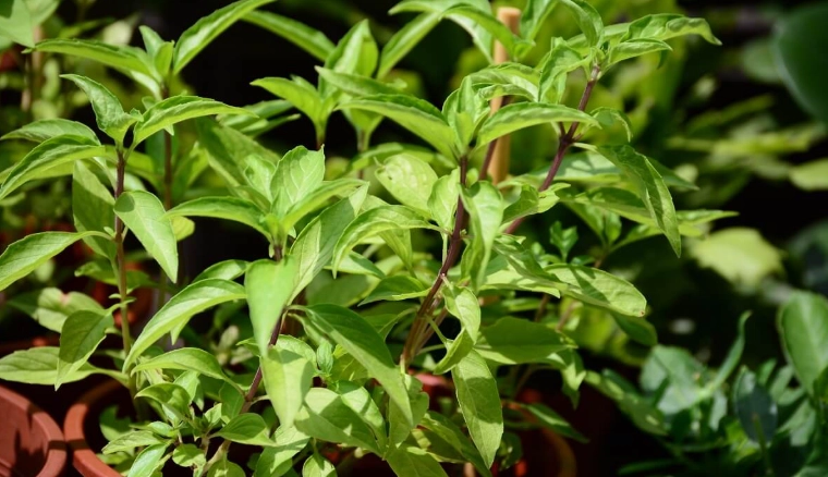 九層塔施肥技巧