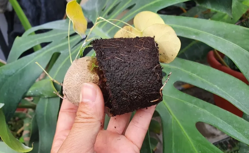 山烏龜休眠照顧