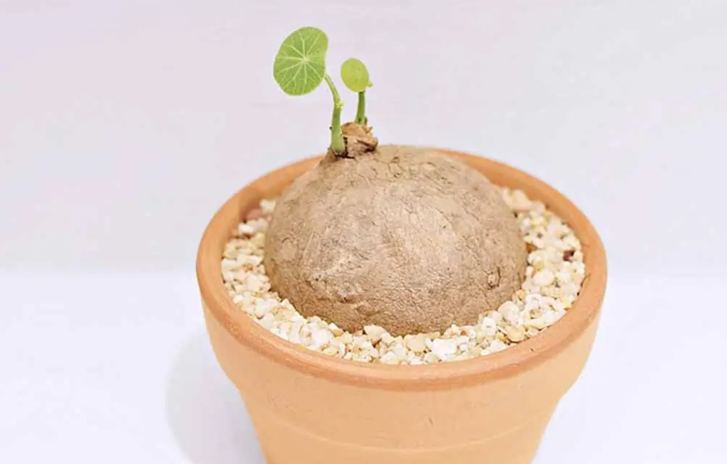 圓葉山烏龜種植