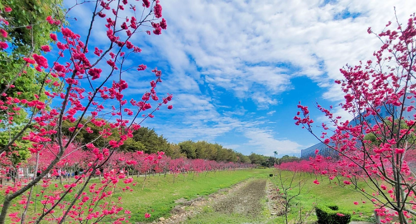 櫻花公園賞花攻略 櫻花公園賞花攻略