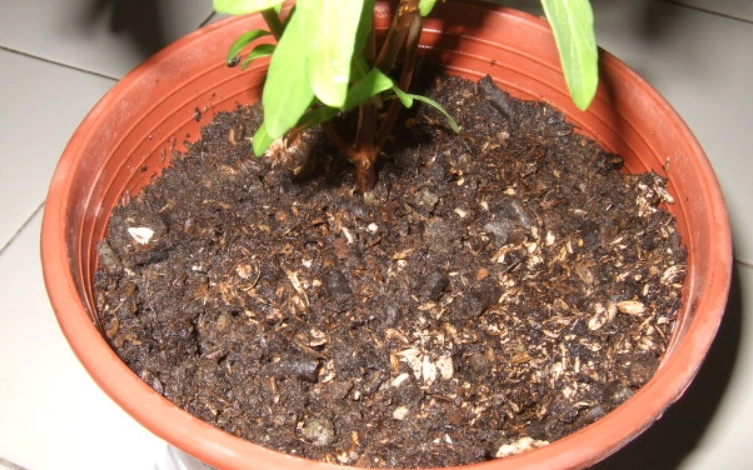 九層塔種植土壤 九層塔種植土壤