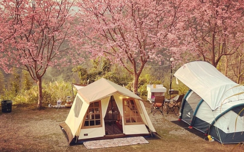 櫻花露營