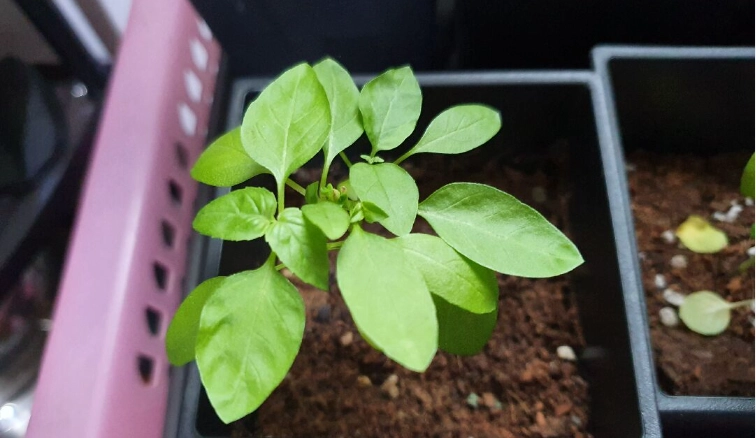 九層塔葉子下垂原因 九層塔葉子下垂原因