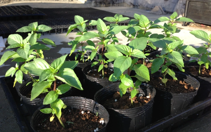 九層塔種植時間