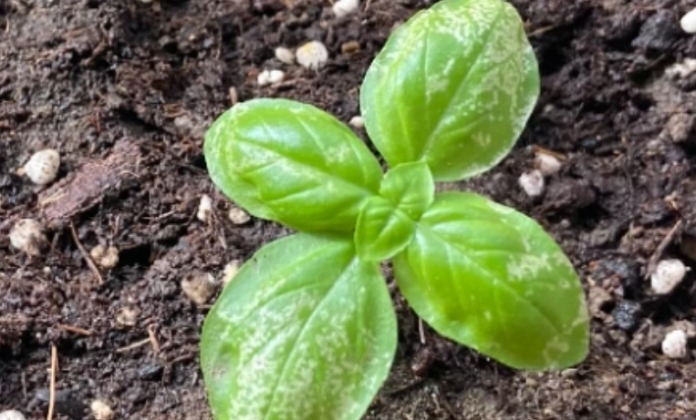 九層塔栽培方法 九層塔栽培方法