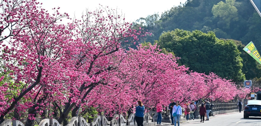 櫻花公園賞花攻略 櫻花公園賞花攻略