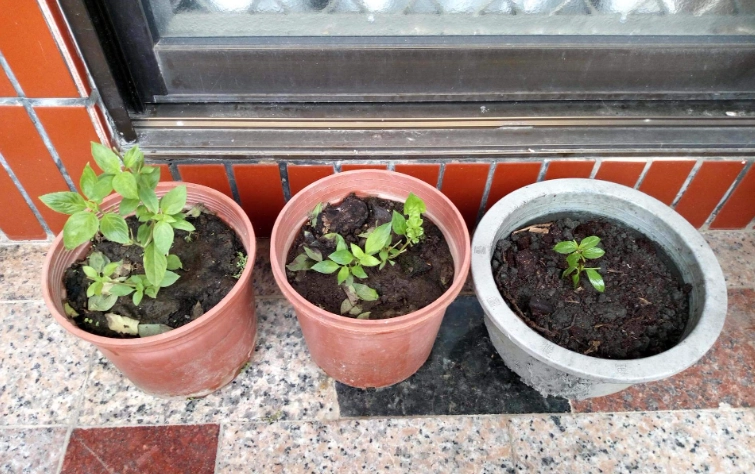 九層塔栽培方法 九層塔栽培方法