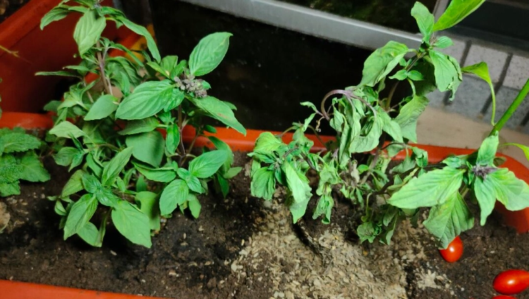 九層塔葉子下垂處理 九層塔葉子下垂處理