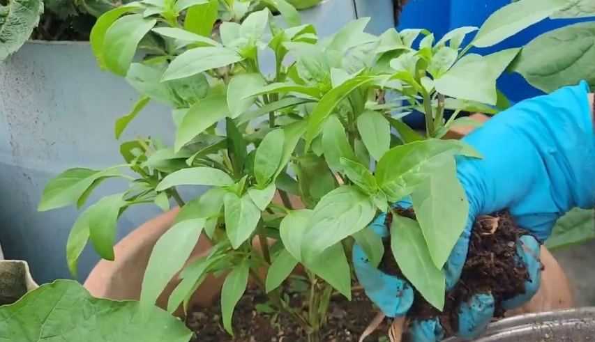 九層塔養護技巧 九層塔養護技巧