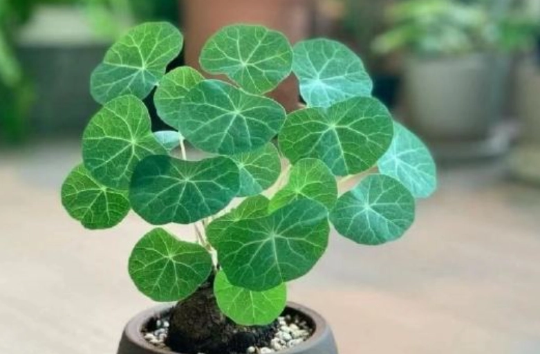 圓葉山烏龜養護 圓葉山烏龜養護