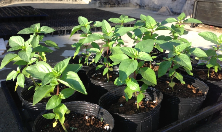 九層塔換盆方法 九層塔換盆方法