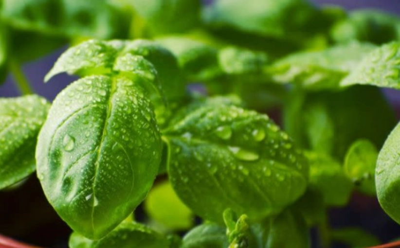 九層塔下雨護理 九層塔下雨護理