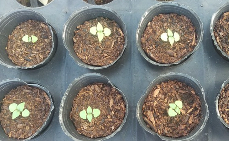 九層塔栽培技巧