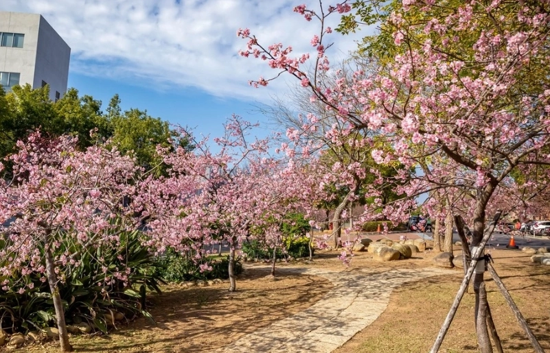 櫻花公園賞花攻略 櫻花公園賞花攻略