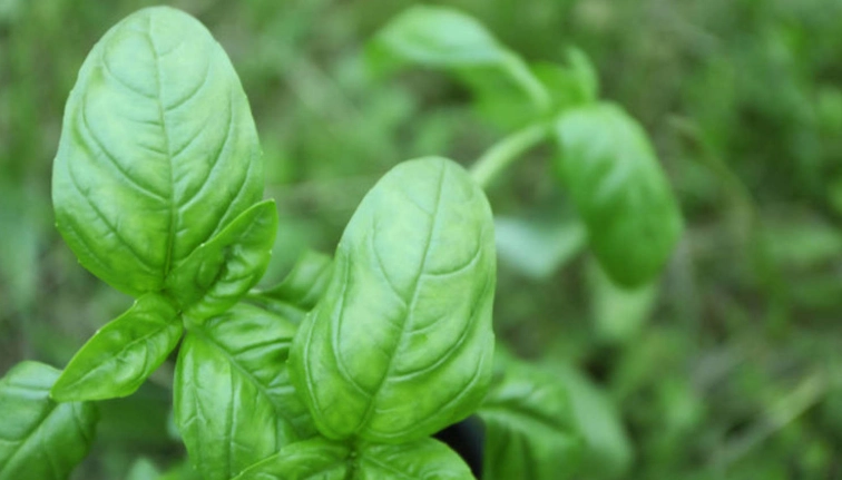 香草植物修剪技巧 香草植物修剪技巧