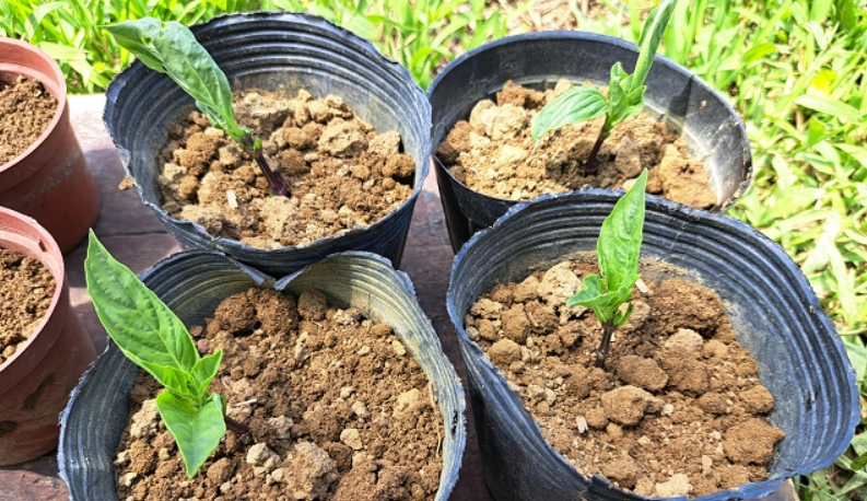 九層塔換盆時機 九層塔換盆時機