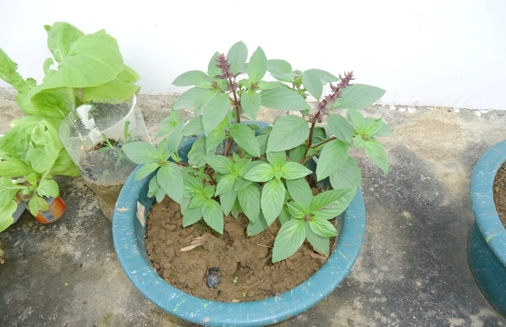 九層塔種植土壤 九層塔種植土壤