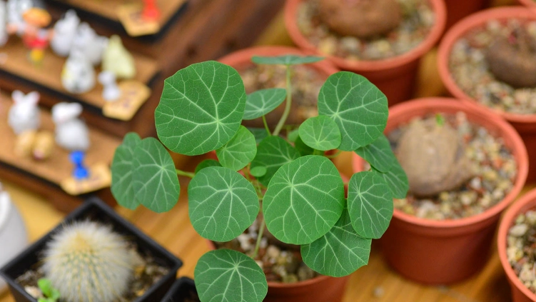 圓葉山烏龜養護 圓葉山烏龜養護