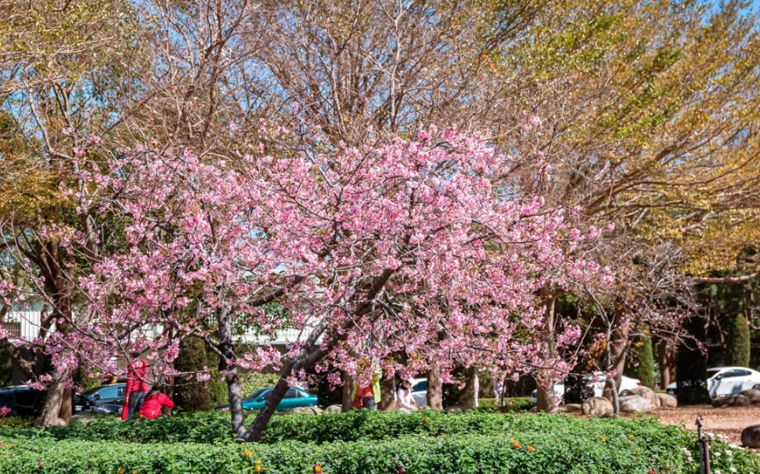 台灣櫻花季花況 台灣櫻花季花況